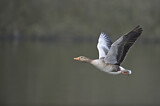 Image. Greylag Goose