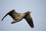 Image. Greylag Goose