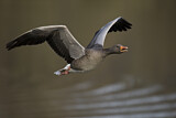 Image. Greylag Goose