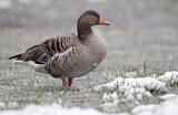 Image. Greylag Goose