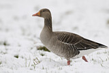 Image. Greylag Goose