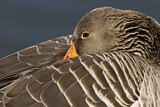 Image. Greylag Goose