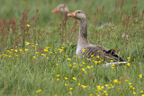 Image. Greylag Goose