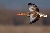 Image. Greylag Goose
