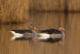 Image. Greylag Goose