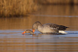 Image. Greylag Goose