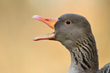 Image. Greylag Goose