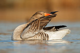 Image. Greylag Goose
