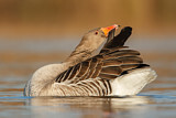 Image. Greylag Goose