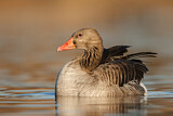 Image. Greylag Goose