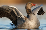 Image. Greylag Goose
