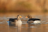 Image. Greylag Goose