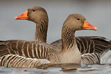 Image. Greylag Goose