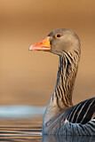 Image. Greylag Goose