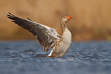 Image. Greylag Goose