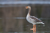 Image. Greylag Goose