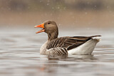 Image. Greylag Goose