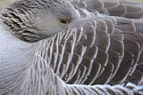 Image. Greylag Goose
