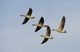 Image. Greylag Goose