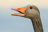 Image. Greylag Goose