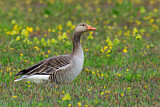 Image. Greylag Goose
