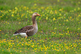 Image. Greylag Goose