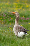 Image. Greylag Goose