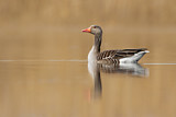 Image. Greylag Goose