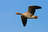 Image. Greylag Goose