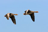 Image. Greylag Goose