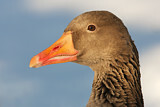 Image. Greylag Goose