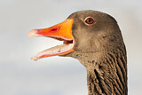 Image. Greylag Goose
