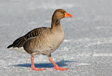 Image. Greylag Goose
