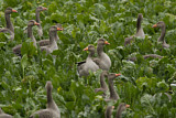 Image. Greylag Goose
