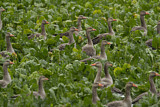 Image. Greylag Goose