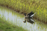 Image. Greylag Goose