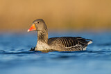 Image. Greylag Goose