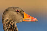Image. Greylag Goose