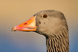 Image. Greylag Goose