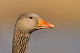 Image. Greylag Goose