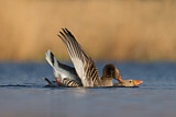 Image. Greylag Goose