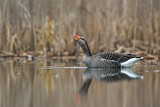 Image. Greylag Goose