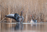 Image. Greylag Goose