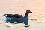 Image. Greylag Goose
