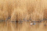 Image. Greylag Goose