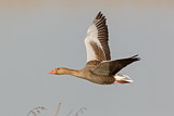 Image. Greylag Goose