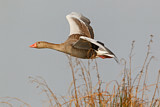 Image. Greylag Goose