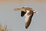 Image. Greylag Goose
