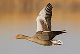 Image. Greylag Goose