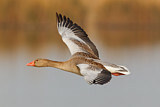 Image. Greylag Goose